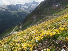 Anthyllis vulneraria alpestris
