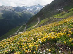 Anthyllis vulneraria alpestris