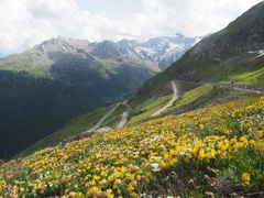 Anthyllis vulneraria alpestris