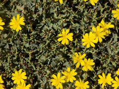 Launaea cervicornis