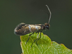 Micropterix aruncella