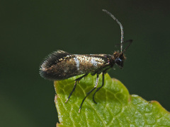 Micropterix aruncella