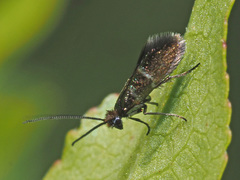 Micropterix aruncella