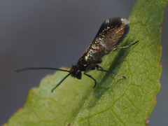 Micropterix aruncella