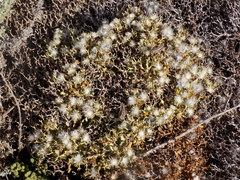 Launaea cervicornis