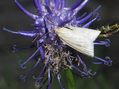 Udea austriacalis