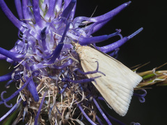 Udea austriacalis