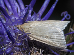 Udea austriacalis