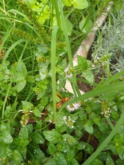 Montezumia ferruginea