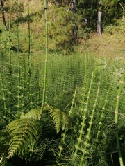 Equisetum myriochaetum