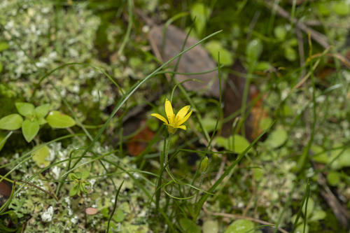 Image of Gagea peduncularis by (c) Eleftherios Katsillis, some rights reserved (CC BY)