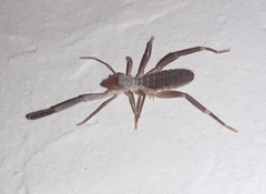 Ammotrechidae