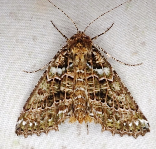 Aragua bistonaria