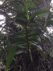Cyrtorchis