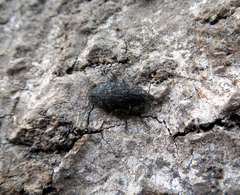 Poecilonota variolosa