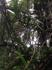 Cyrtorchis