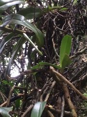 Cyrtorchis
