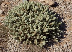 Thymelaea velutina