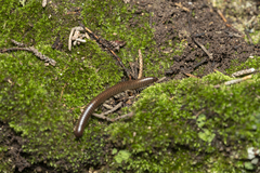 Pachyiulus asiaeminoris