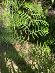 Pteridium caudatum