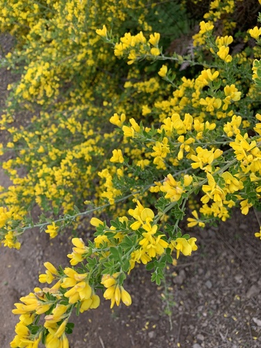 Genista monspessulana