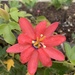 Passiflora manicata × tripartita - Photo (c) madison_marie, algunos derechos reservados (CC BY-NC)