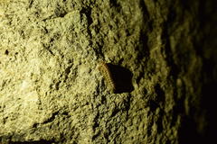 Chamberlinius hualienensis