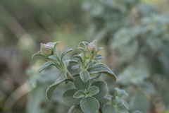 Cistus parviflorus