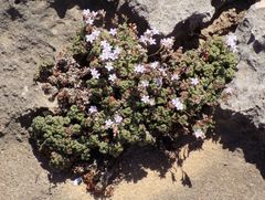 Limonium minutum