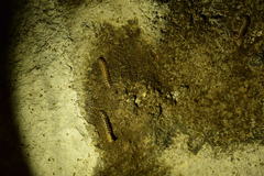Chamberlinius hualienensis
