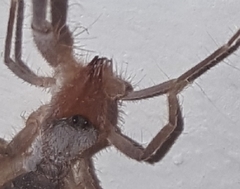 Ammotrechidae