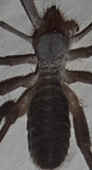Ammotrechidae