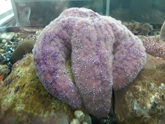 Pisaster