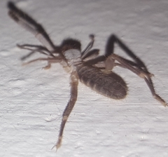 Ammotrechidae