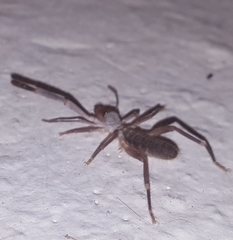 Ammotrechidae