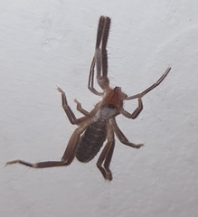 Ammotrechidae