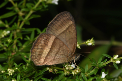 Yphthimoides ochracea