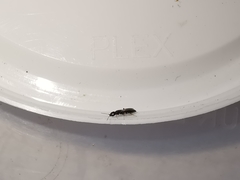 Bethylus dendrophilus