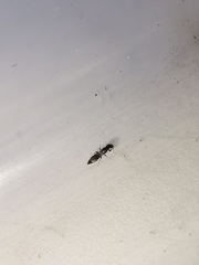 Bethylus dendrophilus