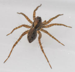 Pardosa milvina