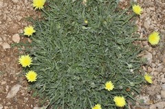Crepis albida
