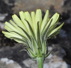 Crepis albida