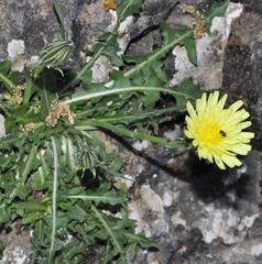 Crepis albida