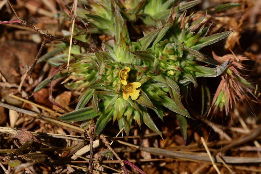 Lepidagathis lutea