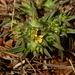 Lepidagathis lutea - Photo no rights reserved, uploaded by S.MORE