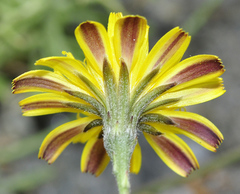 Crepis oporinoides