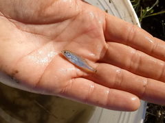 Scardinius hesperidicus
