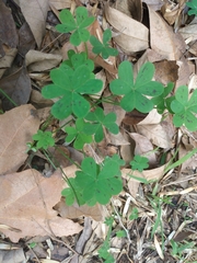 Oxalis pes-caprae