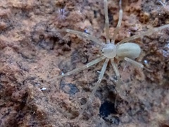 Loxosceles rufescens