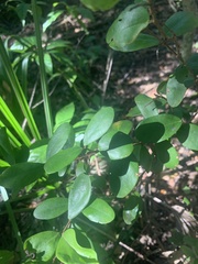 Magnoliopsida